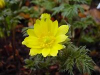 Nice big yellow daisy-like flowers